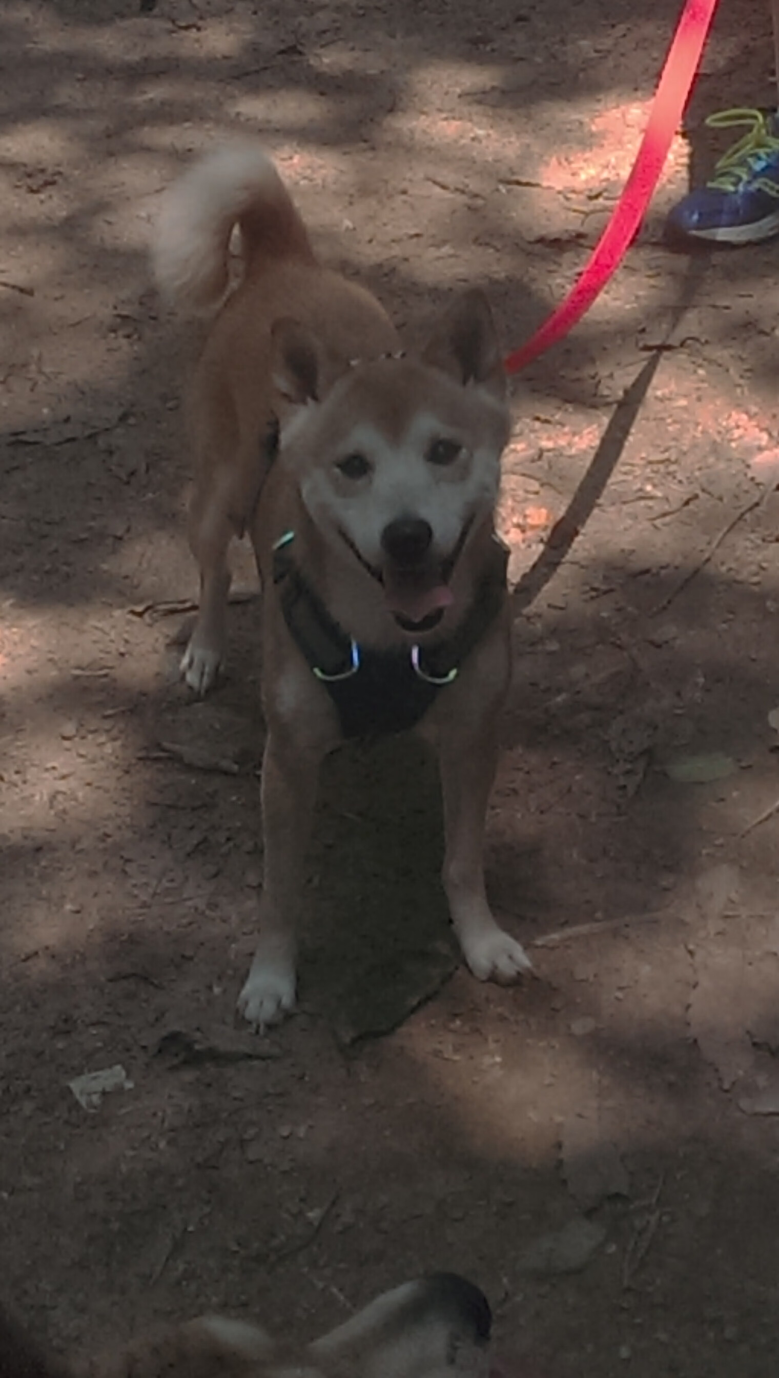 开云官方网站-“明星+普通人”的奇妙结合：篮球联谊创造无限可能，篮球明星合体照